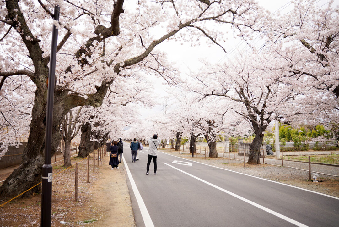 夜ノ森の桜並木の画像